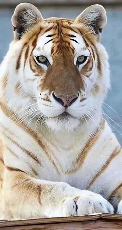 animal