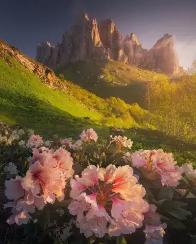 flower