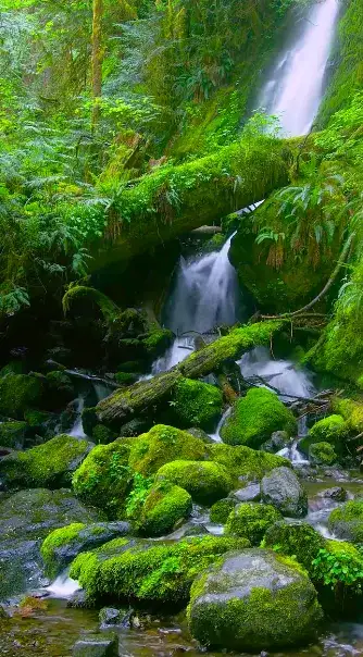 forest