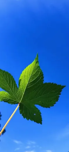 greenery