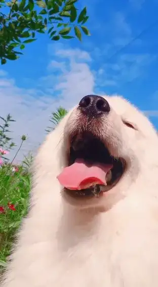 dog