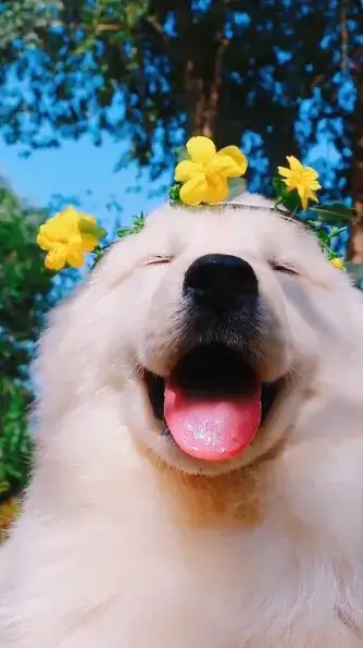 dog
