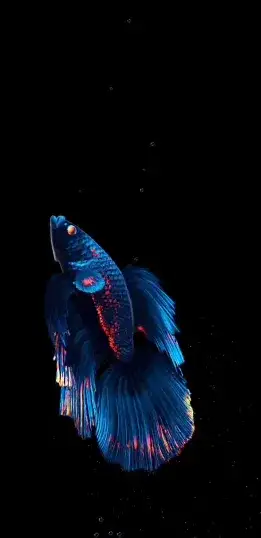 fish