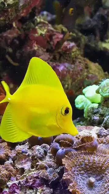 fish