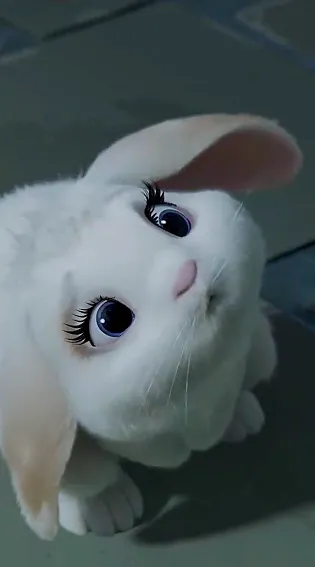 rabbit