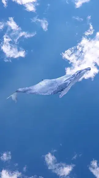 whale