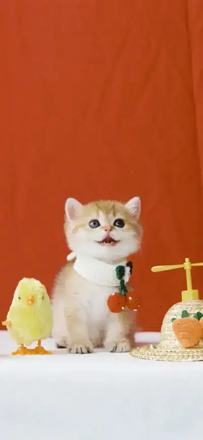 cat