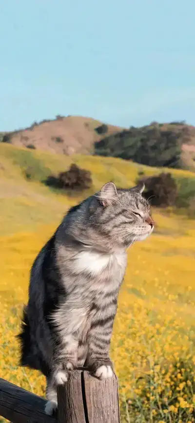 cat
