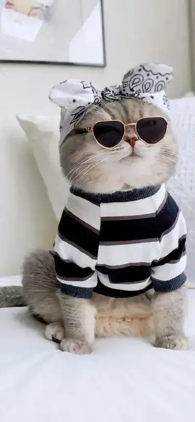 cat