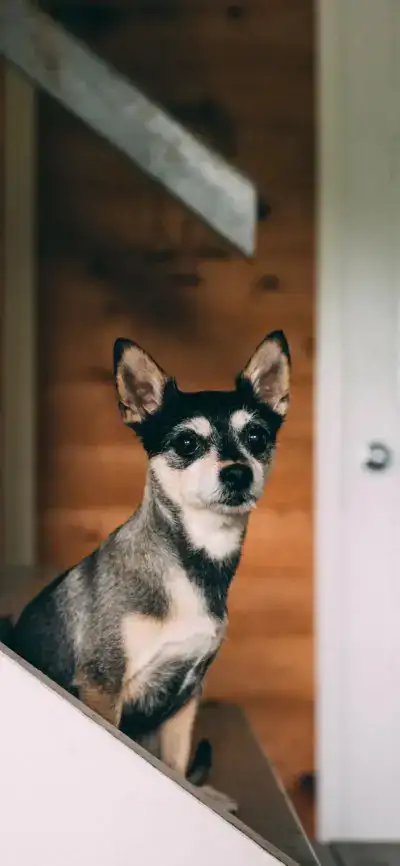 dog