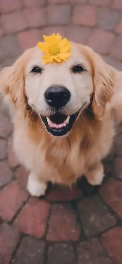 dog