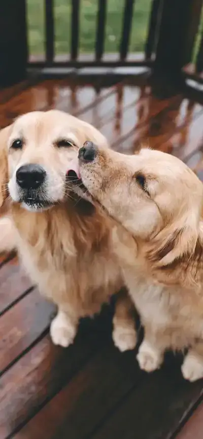 dog