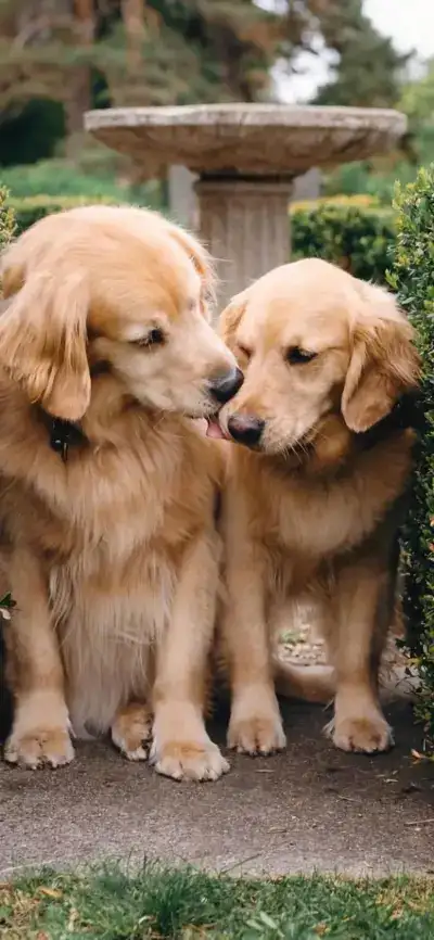 dog