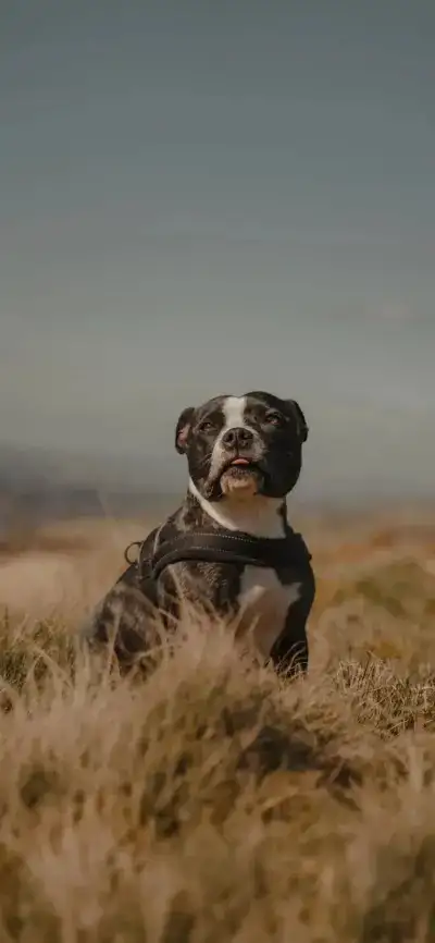 dog