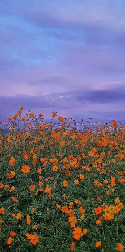 nature