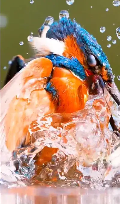 animal