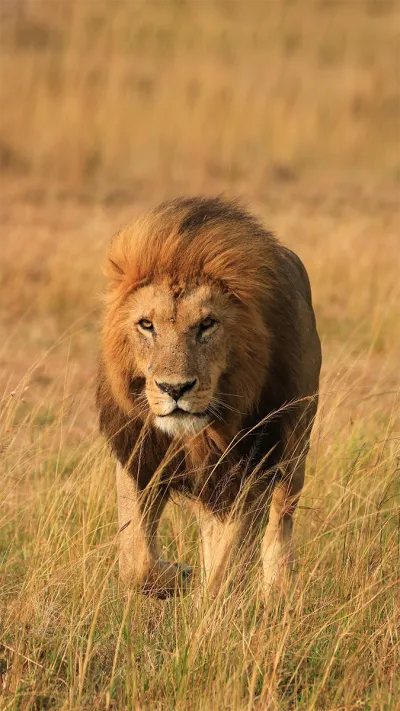 animal