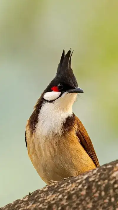 animal