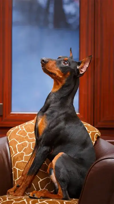 animal