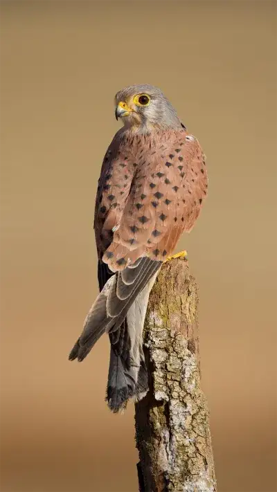 animal
