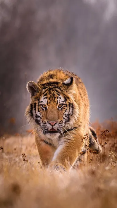 animal