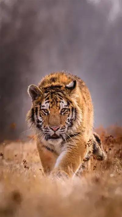 animal