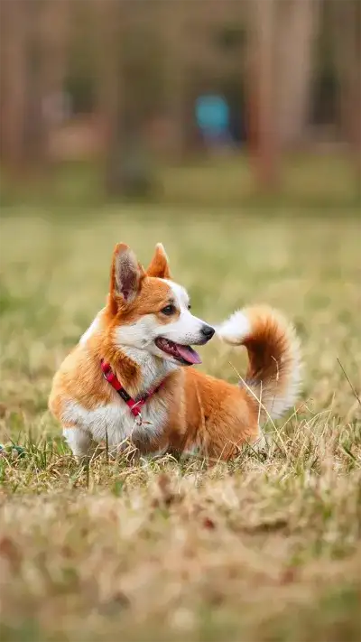 animal