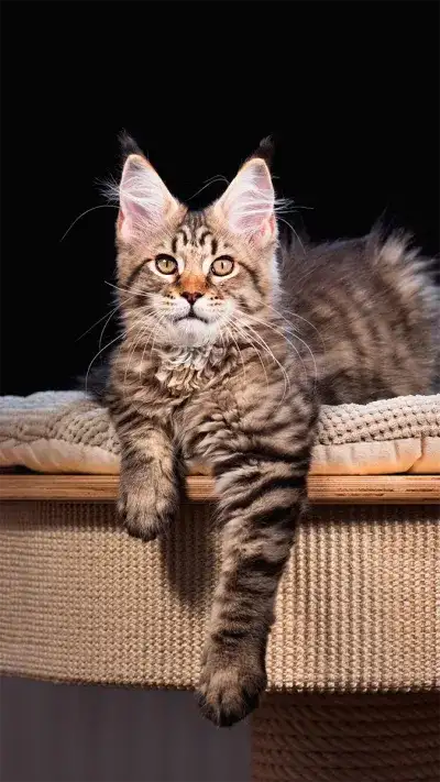 animal