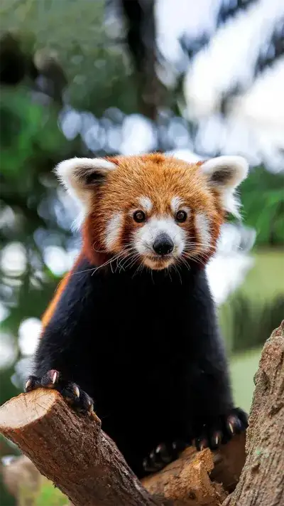 animal