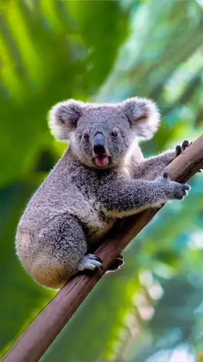 animal