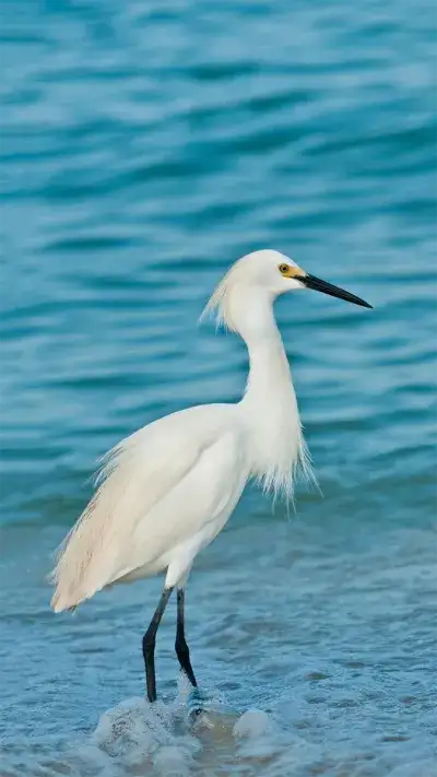 animal