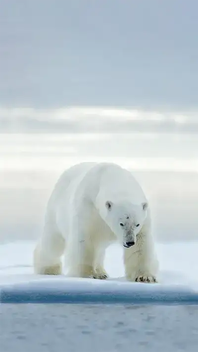 animal