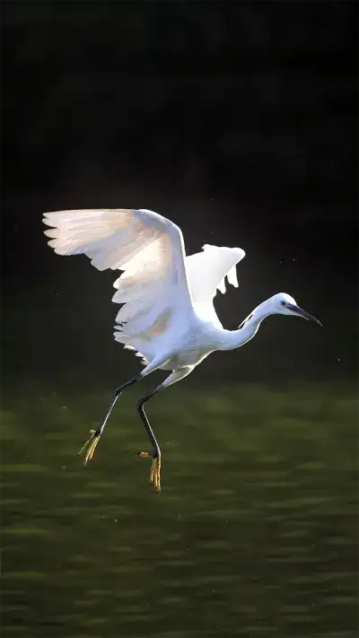 animal
