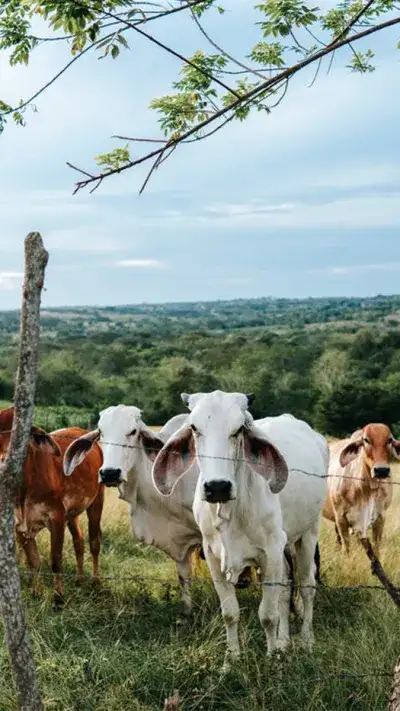 animal