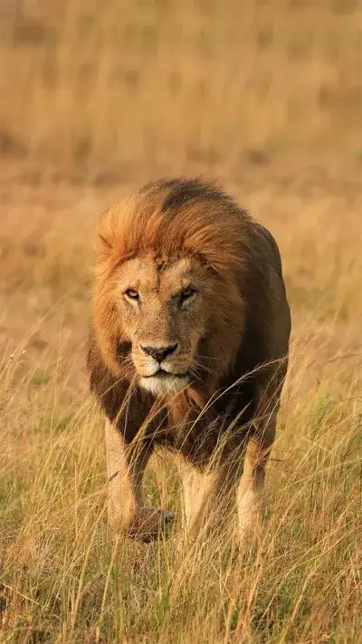 animal