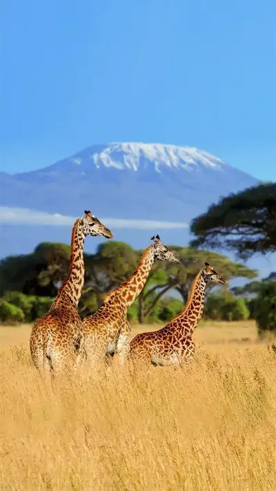 animal