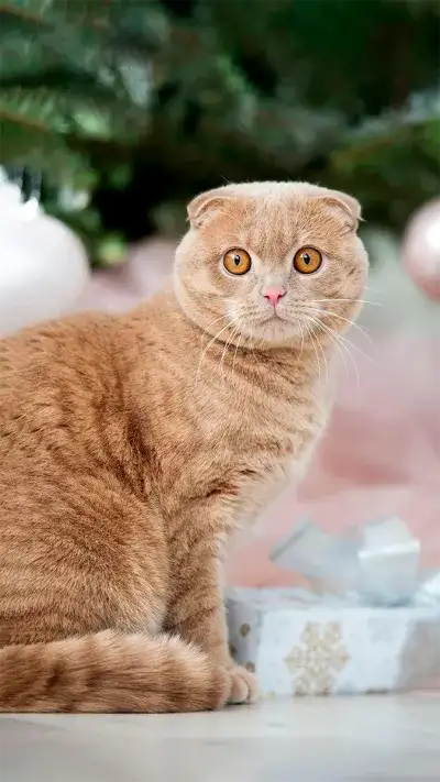 animal