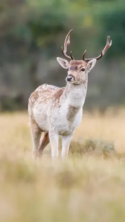 animal