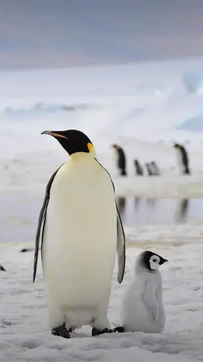 animal