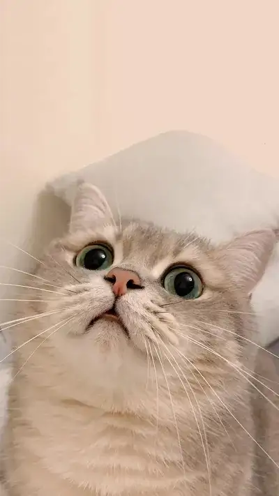 animal