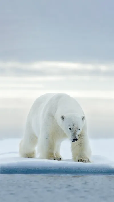 animal