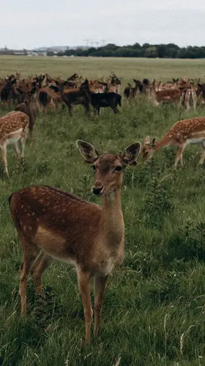 animal