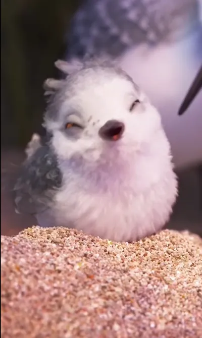 animal