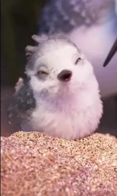 animal