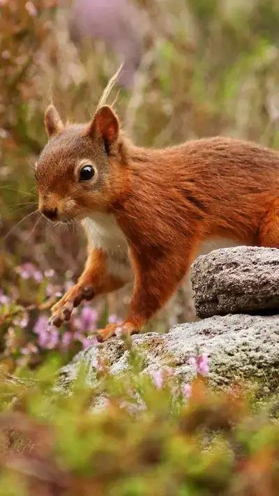 animal