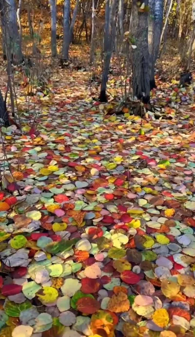 nature