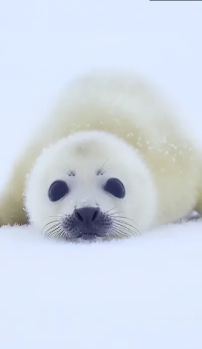 animal