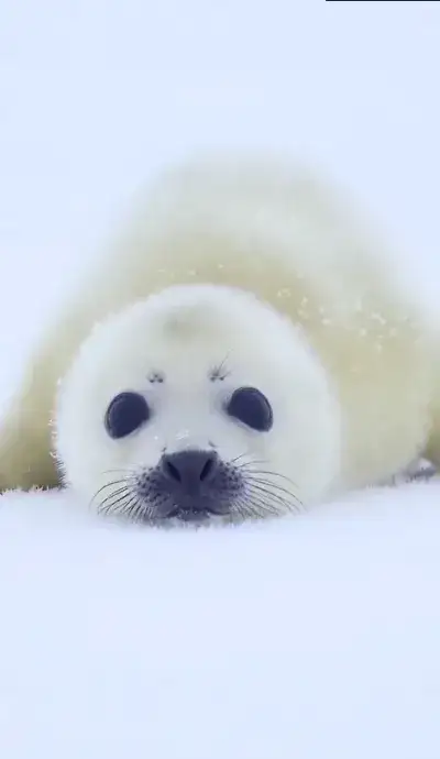 animal