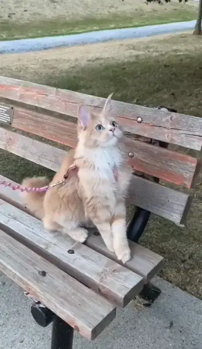 animal