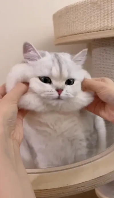 animal